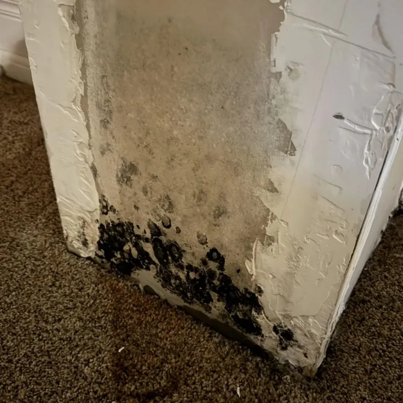 Professional Mold Removal in Mecosta County, MI